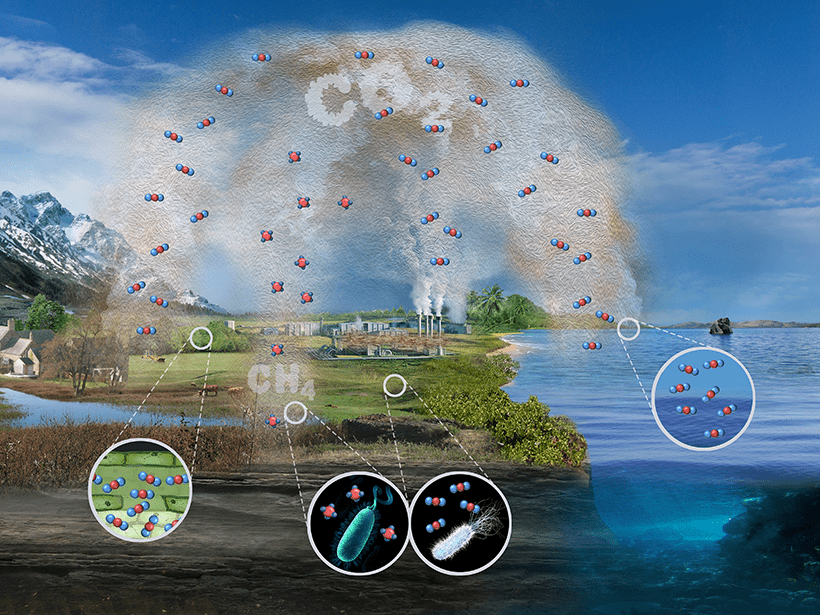 carbon-cycle-sinks-and-sources